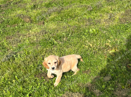 Cocker spaniel puppy urgent
