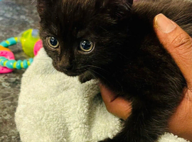 Black Domestic shorthair Kitten