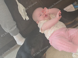 8 month old doberman