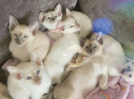 Full Siamese blue and lilac points