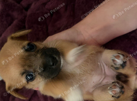 Teddy bear cross Jack Russell pups for sale