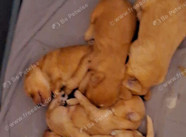 Beautiful litter of F2 cockapoos