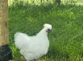 2 white silkie cockerel for sale