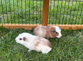 Pair Boars