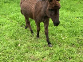 Small Gelding donkey 7 years old super friendly good with children
