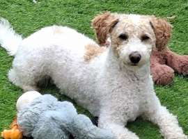 20mth Male Poochon (poodle bichon mix) Castrated & Up To Date On All Vet Care With All
