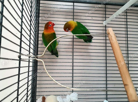 Fischer lovebirds