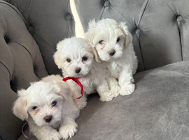 Maltese puppies (Boys)