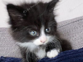 Fluffy kittens