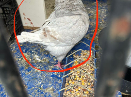 King pigeons