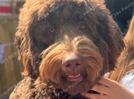 Chocolate Standard Multigenerational Labradoodle