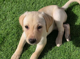 Labrador Retriever Puppies &ndash; 2 Boys & 6 Girls Available