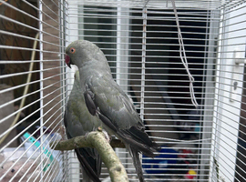 Gray India ringneck