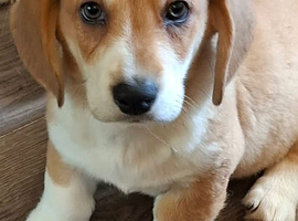 Corgi cross basset hound puppies