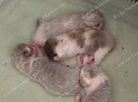 2 kittens left