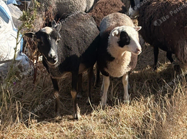 Registered Shetland sheep