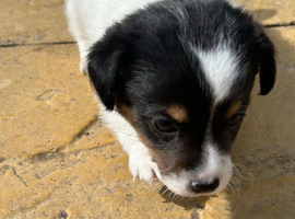 I Jack russell puppies
