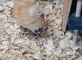 Orpington Buff chicks for sale