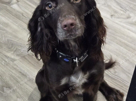 2 yr old female chocolate Cocker Spaniel