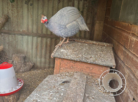 Guinea fowl for sale