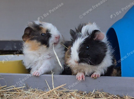 Teddy x texel guinea pigs