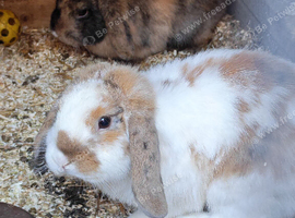 Mini Lop Youngsters