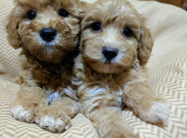 Asian maltipoo 3 boy&2 girl