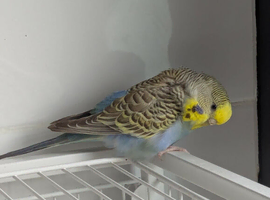 10 budgies for sale
