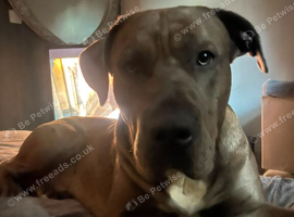 15 months old male