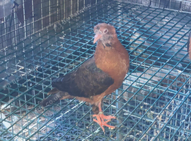 2 young Archangel pigeons