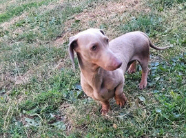Dachshund male forsale
