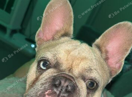 1 year old french bulldog