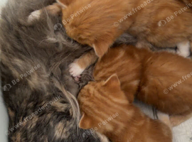 Beautiful red kittens looking for a home