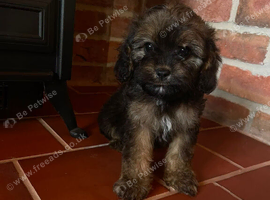 F1 cavapoos