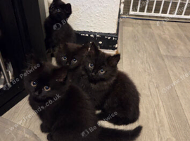 Kittens