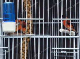 Red siskin  cocks