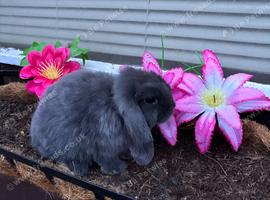 Beautiful mini lop babes