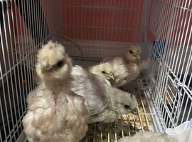 6 weeks old chicks