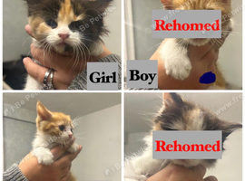 2 ginger and white kittens (last 2)
