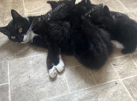 2 beautiful girl kittens 8 weeks old