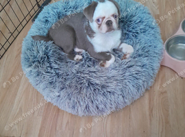 Puppy for sale