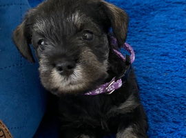 Adorable Mini Schnauzer pups - KC reg 5* Licensed Boys/Girls