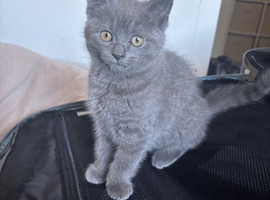British shorthair x ragdoll