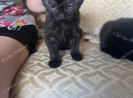 Kittens for sale