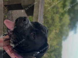 Female 1 1/2 year cane Corso