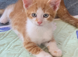 Gorgeous kittens! Ready Now!