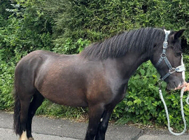 14.1hh Cob Mare