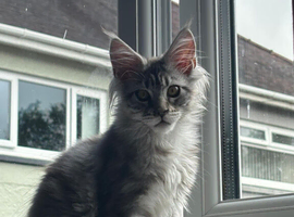 Beautiful Maine Coon Girl