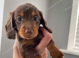 Kc long haired miniature dachshund