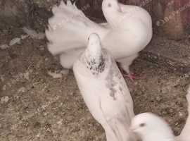 Fantails and fancies  pigeons